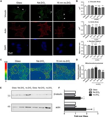 Proteomic Analysis Reveals a Mitochondrial Remodeling of βTC3 Cells in Response to Nanotopography